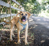 adoptable Dog in  named Roxie