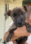 adoptable Dog in paramus, NJ named Ripper