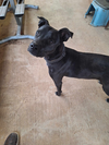 adoptable Dog in paramus, NJ named Sis