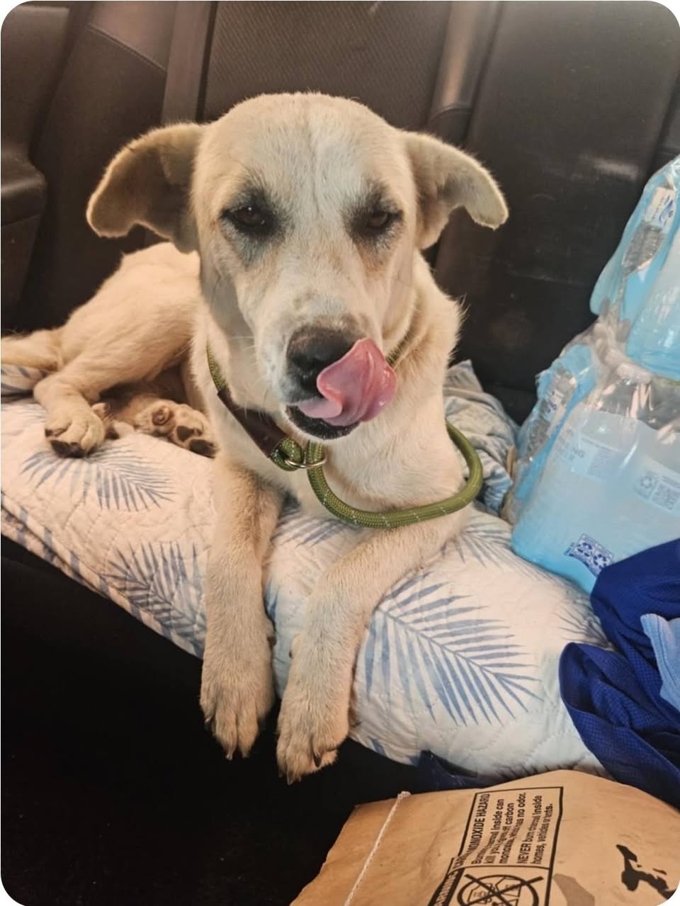 adoptable Dog in Paramus, NJ named Pearl