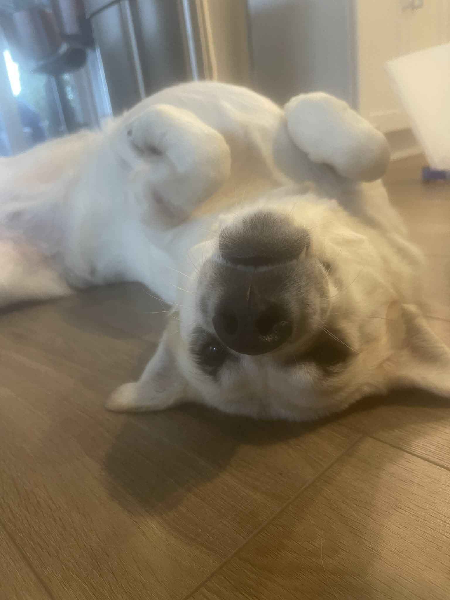 Great Pyrenees