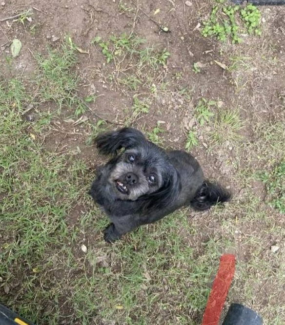 adoptable Dog in Paramus, NJ named Solo Man