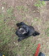 adoptable Dog in  named Solo Man