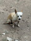 adoptable Dog in paramus, NJ named Mateo