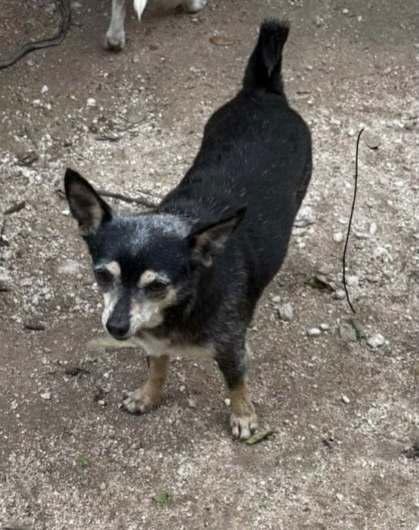 adoptable Dog in Paramus, NJ named MoBandy