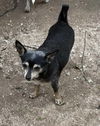 adoptable Dog in paramus, NJ named MoBandy