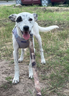 adoptable Dog in  named Piper