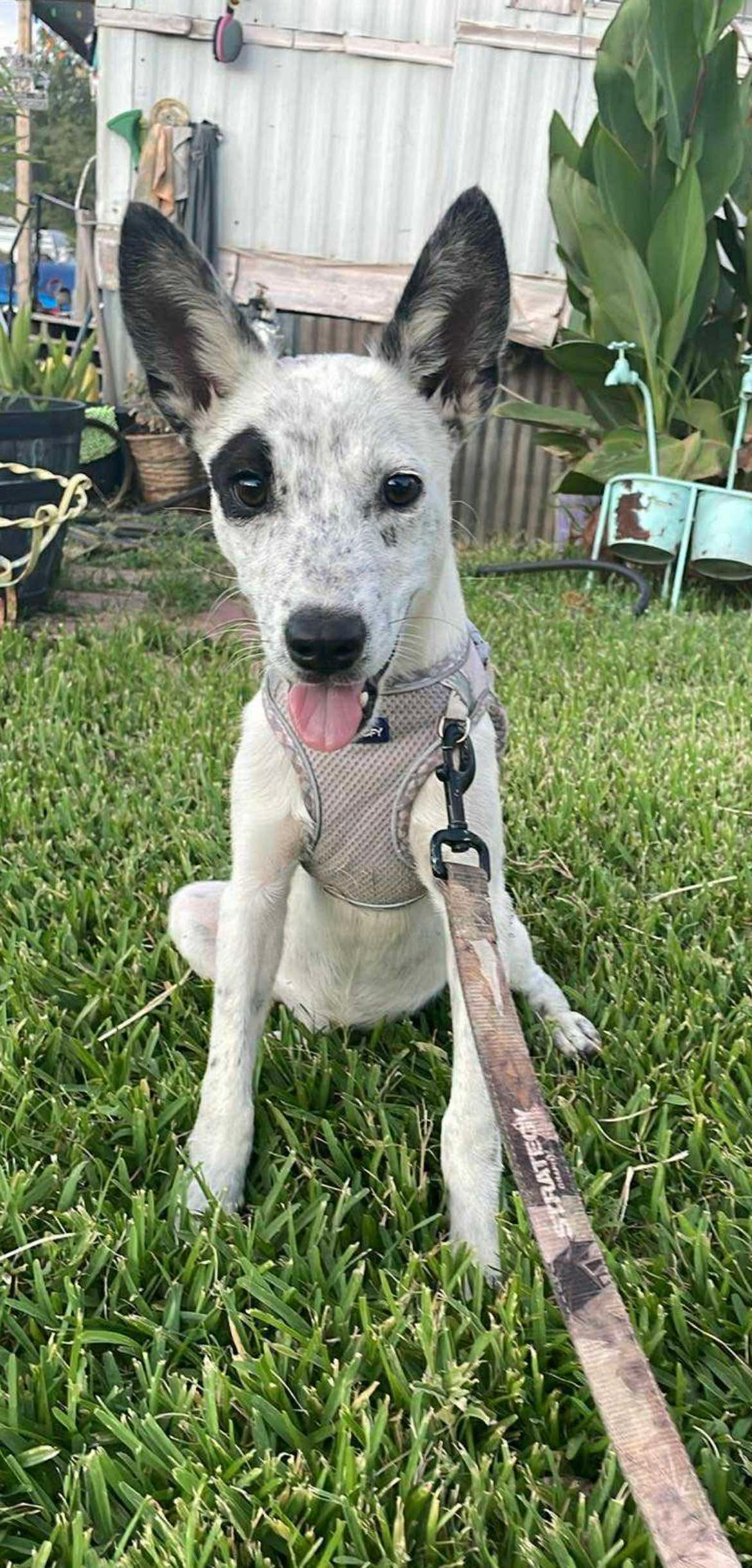 adoptable Dog in Paramus, NJ named Piper
