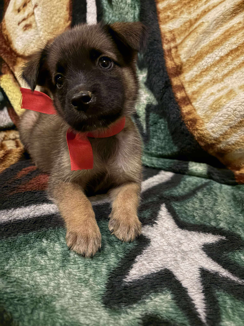 Bear