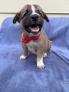 adoptable Dog in , NJ named Atlas