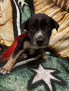 adoptable Dog in , NJ named Apollo