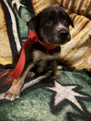 Apollo