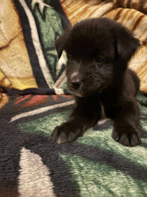 Cleopatra