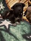adoptable Dog in , NJ named Freya