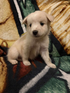 adoptable Dog in , NJ named Aurora