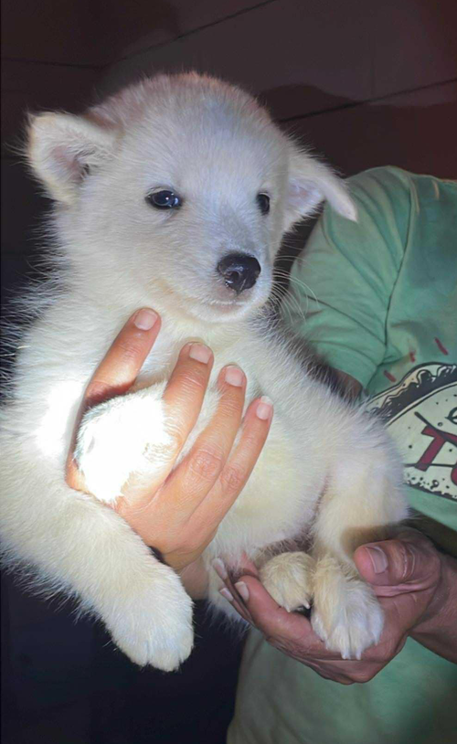Aurora