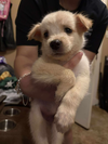 adoptable Dog in , NJ named Athena