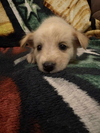 Athena
