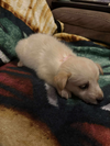 Athena