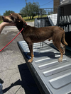 Roo