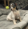 Baxter