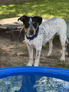 Baxter