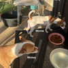 Minnie and Mickey (BONDED)