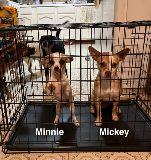 Minnie and Mickey (BONDED)
