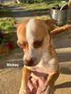 Minnie and Mickey (BONDED)