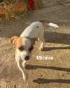 Minnie and Mickey (BONDED)