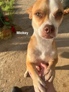 Minnie and Mickey (BONDED)