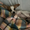 Minnie and Mickey (BONDED)