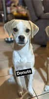 Donuts