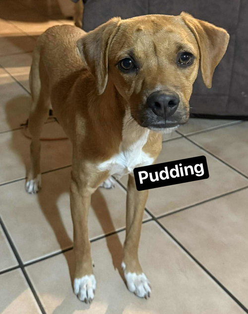 Pudding