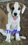 Truffle