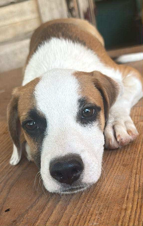 Truffle