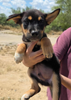 Arlo