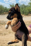 Arlo