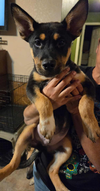 Arlo