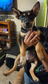 Arlo