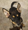 Arlo