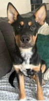 Arlo
