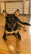 Arlo