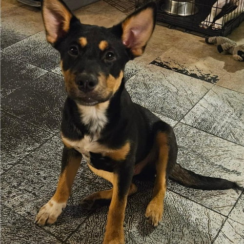 Arlo
