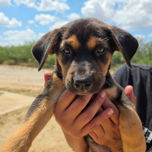 Mocha