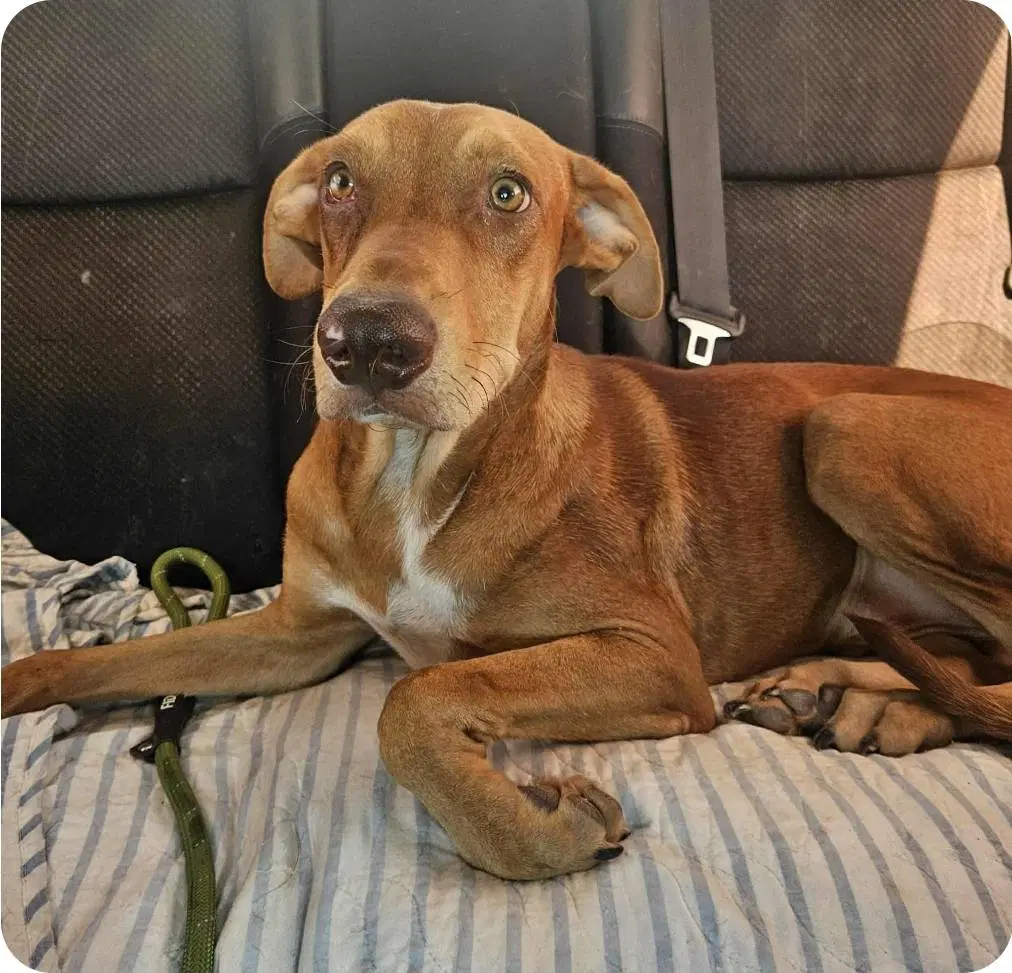 Rusty - Vizsla