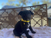 Frida