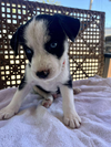 Jesse