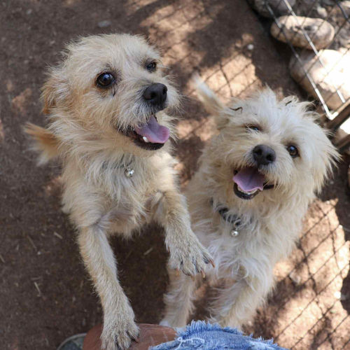 Tex and Rex (BONDED must be adopted together)