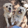Tex and Rex (BONDED must be adopted together)